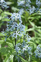 Narrow-Leaf Blue Star (Amsonia hubrichtii) at Echter's Nursery & Garden Center