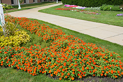 Profusion Double Fire Zinnia (Zinnia 'Profusion Double Fire') at Echter's Nursery & Garden Center