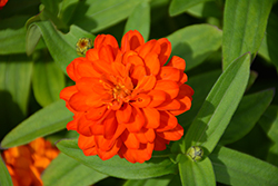 Profusion Double Fire Zinnia (Zinnia 'Profusion Double Fire') at Echter's Nursery & Garden Center