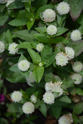 Ping Pong White Globe Amaranth (Gomphrena globosa 'Ping Pong White') at Echter's Nursery & Garden Center