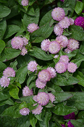 Ping Pong Lavender Globe Amaranth (Gomphrena globosa 'Ping Pong Lavender') at Echter's Nursery & Garden Center