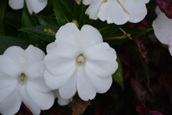 SunPatiens Compact White Impatiens (Impatiens 'SakimP027') at Echter's Nursery & Garden Center