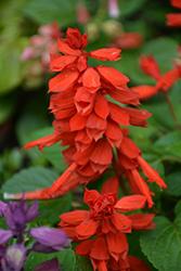 Vista Red Sage (Salvia splendens 'PAS3285') at Echter's Nursery & Garden Center