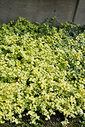 Lemon Licorice Plant (Helichrysum petiolare 'Lemon Licorice') at Echter's Nursery & Garden Center