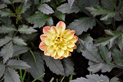 City Lights Golden Yellow Dahlia (Dahlia 'KLEDH18122') at Echter's Nursery & Garden Center