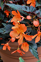 Unstoppable Upright Fire Begonia (Begonia 'Unstoppable Upright Fire') at Echter's Nursery & Garden Center