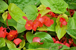 Canary Wings Begonia (Begonia 'Canary Wings') at Echter's Nursery & Garden Center