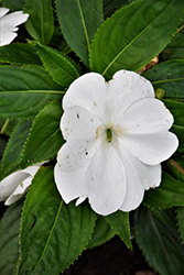 Magnum Clear White New Guinea Impatiens (Impatiens 'Magnum Clear White') at Echter's Nursery & Garden Center