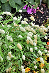 Bunny Tails Grass (Lagurus ovatus) at Echter's Nursery & Garden Center