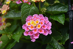 Bandana Pink Lantana (Lantana camara ‘Bandana Pink’) in Denver Arvada