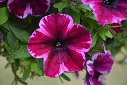 Crazytunia Ultra Violet Petunia (Petunia 'Crazytunia Ultra Violet') at Echter's Nursery & Garden Center