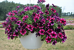 Crazytunia Ultra Violet Petunia (Petunia 'Crazytunia Ultra Violet') at Echter's Nursery & Garden Center