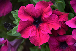 Sanguna Mega Purple Petunia (Petunia 'Sanguna Mega Purple') at Echter's Nursery & Garden Center