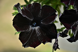 Crazytunia Black Mamba Petunia (Petunia 'Crazytunia Black Mamba') at Echter's Nursery & Garden Center