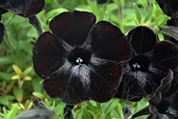 Sweetunia Black Satin Petunia (Petunia 'Sweetunia Black Satin') at Echter's Nursery & Garden Center