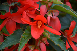 Bossa Nova Red Shades Begonia (Begonia boliviensis 'Bossa Nova Red Shades') at Echter's Nursery & Garden Center