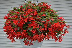 Bossa Nova Red Shades Begonia (Begonia boliviensis 'Bossa Nova Red Shades') at Echter's Nursery & Garden Center