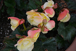 Fragrant Falls Lemon Begonia (Begonia 'Fragrant Falls Lemon') at Echter's Nursery & Garden Center