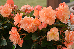 Fragrant Falls Peach Begonia (Begonia 'Fragrant Falls Peach') at Echter's Nursery & Garden Center