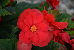 Nonstop Red Begonia (Begonia 'Nonstop Red') at Echter's Nursery & Garden Center