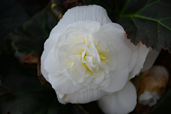 Nonstop Mocca White Begonia (Begonia 'Nonstop Mocca White') at Echter's Nursery & Garden Center