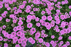 EnduraScape Pink Bicolor Verbena (Verbena 'Balendpibi') at Echter's Nursery & Garden Center
