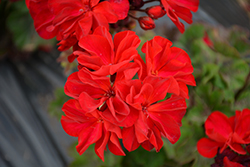 Super Moon Red Geranium (Pelargonium 'KLEPZ17484') at Echter's Nursery & Garden Center