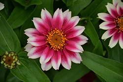 Profusion Cherry Bicolor Zinnia (Zinnia 'Profusion Cherry Bicolor') at Echter's Nursery & Garden Center