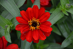 Profusion Red Zinnia (Zinnia 'Profusion Red') at Echter's Nursery & Garden Center