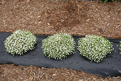 Gypsy White Baby's Breath (Gypsophila muralis 'Gypsy White') at Echter's Nursery & Garden Center