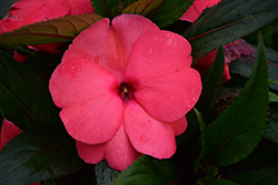 Magnum Hot Pink New Guinea Impatiens (Impatiens 'Magnum Hot Pink') at Echter's Nursery & Garden Center