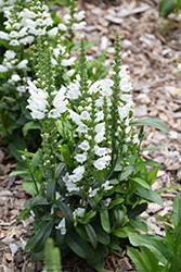 Crystal Peak White Obedient Plant (Physostegia virginiana 'Crystal Peak White') at Echter's Nursery & Garden Center