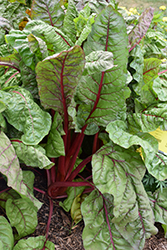 Ruby Red Swiss Chard (Beta vulgaris var. cicla 'Ruby Red') at Echter's Nursery & Garden Center