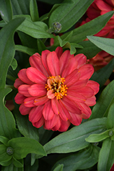 Profusion Double Deep Salmon Zinnia (Zinnia 'Profusion Double Deep Salmon') at Echter's Nursery & Garden Center