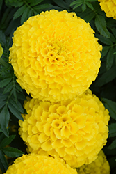 Taishan Yellow Marigold (Tagetes erecta 'Taishan Yellow') at Echter's Nursery & Garden Center