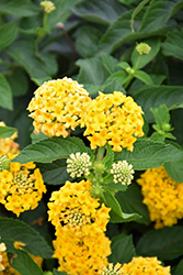 Landscape Bandana Yellow Lantana (Lantana camara 'Landscape Bandana Yellow') at Echter's Nursery & Garden Center