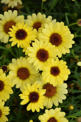Grandaisy Yellow Daisy (Argyranthemum 'Grandaisy Yellow') at Echter's Nursery & Garden Center