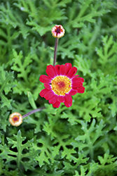 Sassy Red (Argyranthemum frutescens 'Sassy Red') at Echter's Nursery & Garden Center