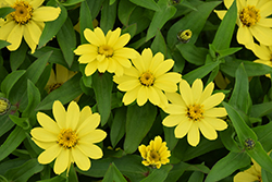 Zahara Yellow Zinnia (Zinnia 'Zahara Yellow') at Echter's Nursery & Garden Center