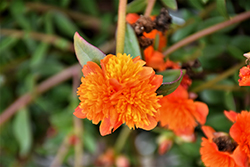 ColorBlast Double Orange Portulaca (Portulaca 'LAZPRT1505') at Echter's Nursery & Garden Center