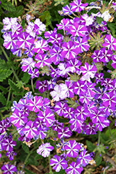 Lanai Purple Star Verbena (Verbena 'Lanai Purple Star') at Echter's Nursery & Garden Center