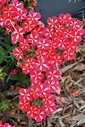 Lanai Red Star Verbena (Verbena 'Lanai Red Star') at Echter's Nursery & Garden Center