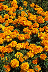Taishan Orange Marigold (Tagetes erecta 'Taishan Orange') at Echter's Nursery & Garden Center