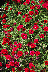 MiniFamous Double Red Calibrachoa (Calibrachoa 'MiniFamous Double Red') at Echter's Nursery & Garden Center