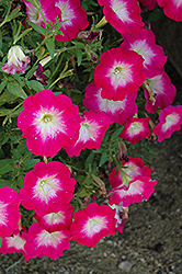 Cascadias Fantasy Hot Pink Petunia (Petunia 'Cascadias Fantasy Hot Pink') at Echter's Nursery & Garden Center