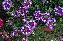 Lanai Twister Purple Verbena (Verbena 'Lanai Twister Purple') at Echter's Nursery & Garden Center
