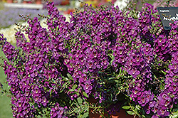 AngelMist Spreading Dark Purple Angelonia (Angelonia angustifolia 'Balangsparpi') at Echter's Nursery & Garden Center