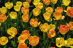 Daydream Tulip (Tulipa 'Daydream') at Echter's Nursery & Garden Center