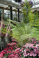 Majesty Palm (Ravenea rivularis) at Echter's Nursery & Garden Center