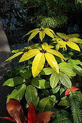 Amate Soleil Schefflera (Schefflera actinophylla 'Amate Soleil') at Echter's Nursery & Garden Center